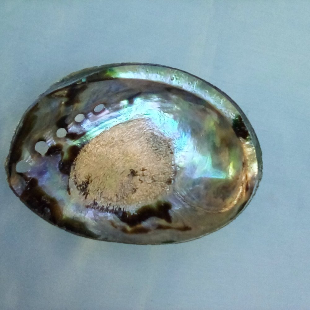 Abalone shell
